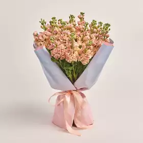 Bouquet of 25 Cream Matthioles