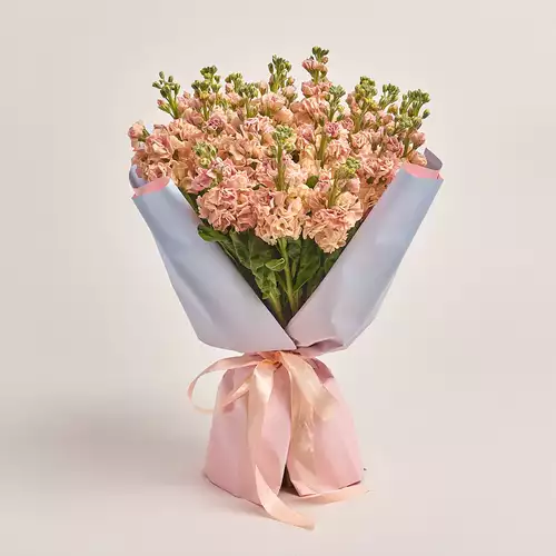 Product image Bouquet of 25 Cream Matthioles, packaging: Gradiens light blue, vendor code: 3444