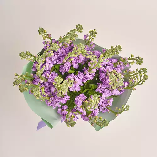 Product image Bouquet of 25 Matthioles Lavender, packaging: Gradiens tiffany, vendor code: 3445
