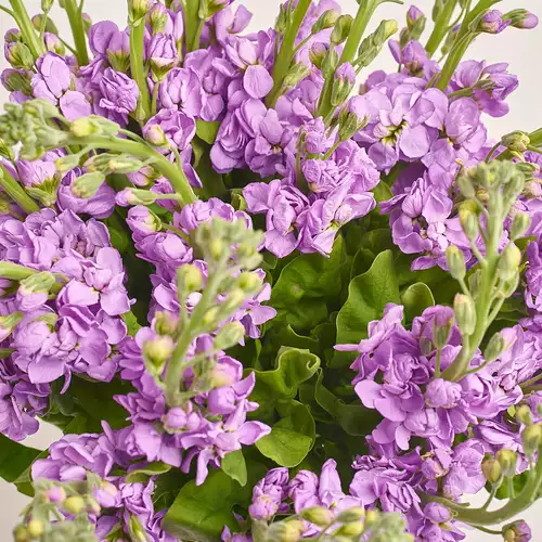 Product image Bouquet of 25 Matthioles Lavender, packaging: Gradiens tiffany, vendor code: 3445