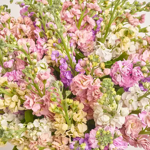 Product image Bouquet of 51 Matthioles mix, packaging: Pink, vendor code: 3446
