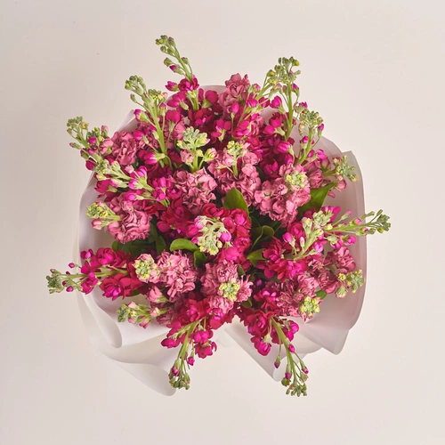 Product image Bouquet of 25 doublecoloured Matthioles mix, packaging: White, vendor code: 3447