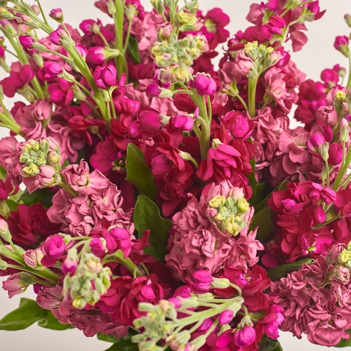 Product image Bouquet of 25 doublecoloured Matthioles mix, packaging: White, vendor code: 3447