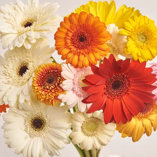 Product image Bouquet of 15 Gerberas mix, packaging: Kafin rose, vendor code: 3448