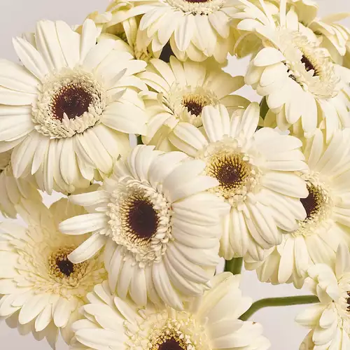 Product image Bouquet of 15 White Gerberas, packaging: Newspaper, vendor code: 3449