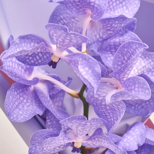 Product image Bouquet of 3 Vanda Orchids, packaging: Transparent, vendor code: 3451