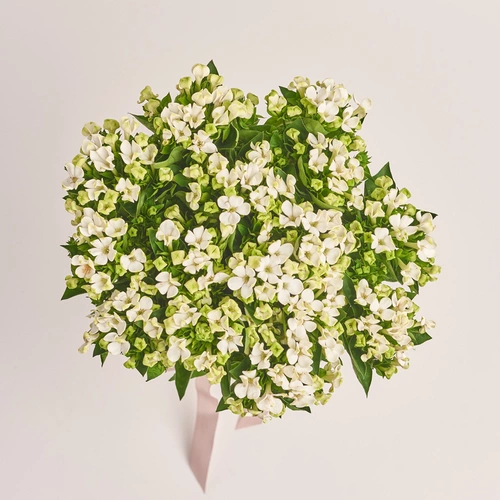 Product image Bouquet of 15 White Bouvardias, packaging: Gray, vendor code: 3452