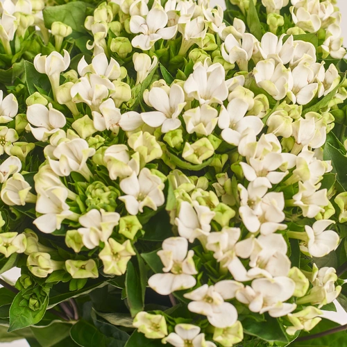 Product image Bouquet of 15 White Bouvardias, packaging: Gray, vendor code: 3452