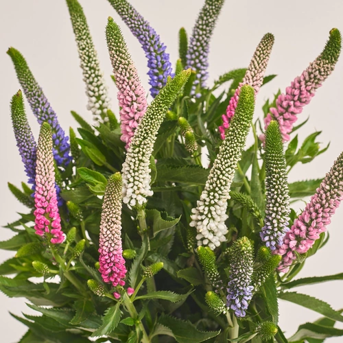 Product image Bouquet of 15 Veronicas mix, packaging: Gradiens pink, vendor code: 3453
