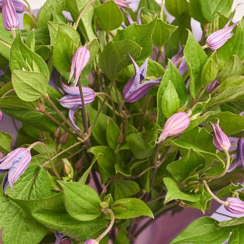 Product image Bouquet of 15 Clematises, packaging: Gradiens violet, vendor code: 3454