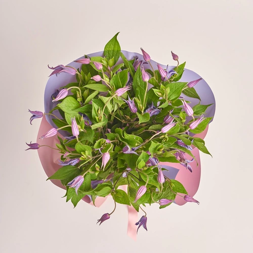 Product image Bouquet of 15 Clematises, packaging: Gradiens violet, vendor code: 3454