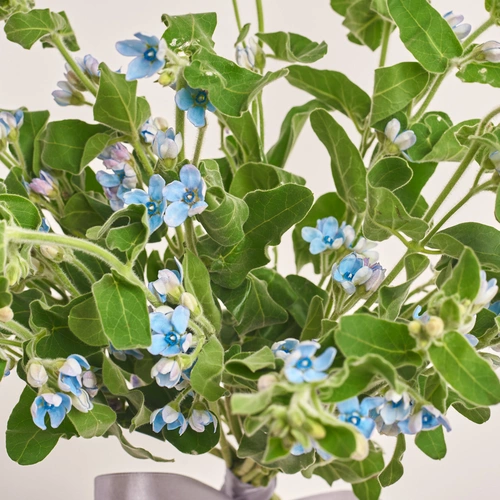 Product image Bouquet of 15 Oxypetalums, packaging: White, vendor code: 3455