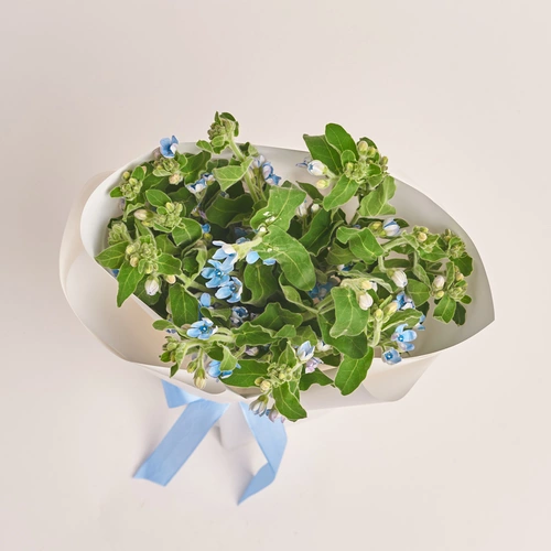 Product image Bouquet of 15 Oxypetalums, packaging: White, vendor code: 3455