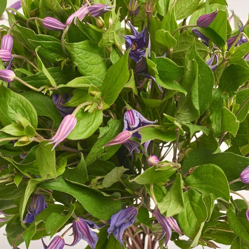 Product image Bouquet of 35 Clematises, packaging: White, vendor code: 3456