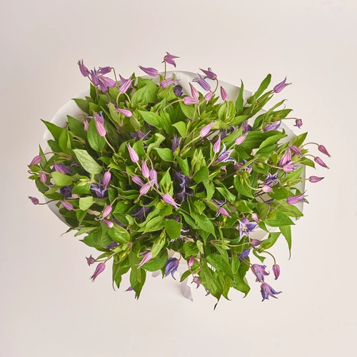 Product image Bouquet of 35 Clematises, packaging: White, vendor code: 3456