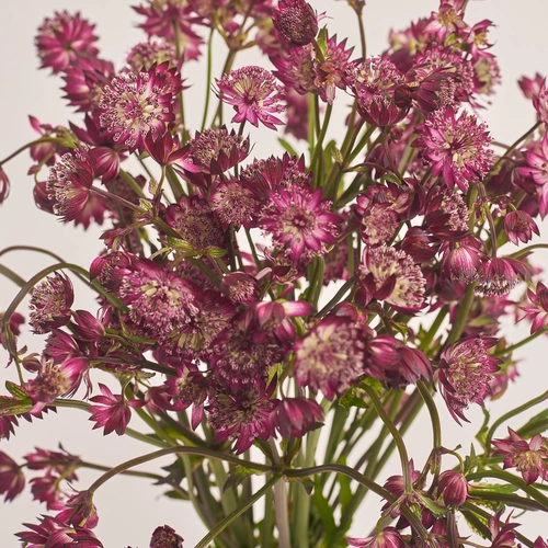 Product image Bouquet of 15 Astrantias, packaging: White, vendor code: 3457