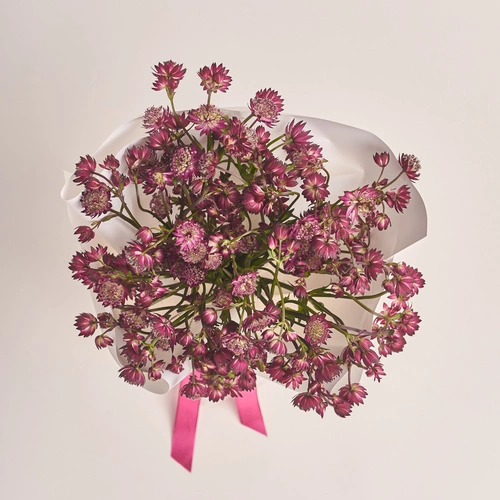 Product image Bouquet of 15 Astrantias, packaging: White, vendor code: 3457
