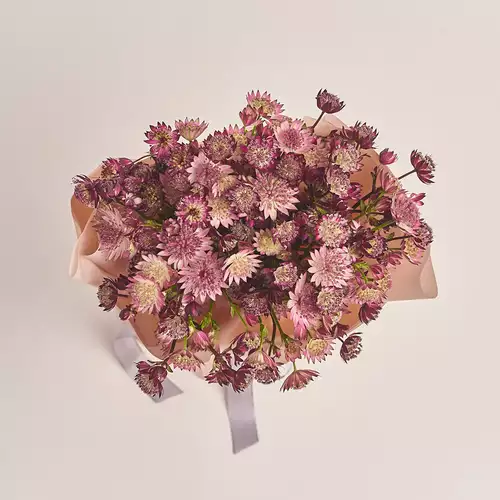 Product image Bouquet of 15 Astrantias mix, packaging: Powder, vendor code: 3458