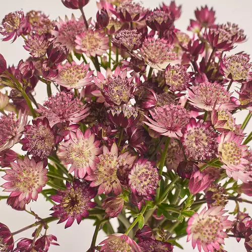 Product image Bouquet of 15 Astrantias mix, packaging: Powder, vendor code: 3458