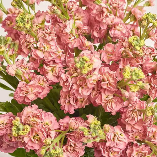 Зображення товару Букет 25 Персикових Матіол, пакування: Прозора, артикул: 3459