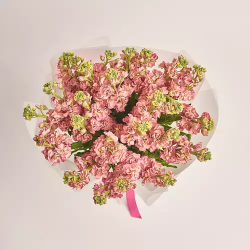 Product image Bouquet of 25 Peach Matthioles, packaging: Transparent, vendor code: 3459