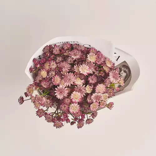 Product image Bouquet of 25 Astrantias mix, packaging: Newspaper, vendor code: 3460