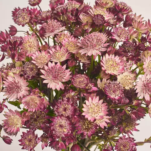 Product image Bouquet of 25 Astrantias mix, packaging: Newspaper, vendor code: 3460