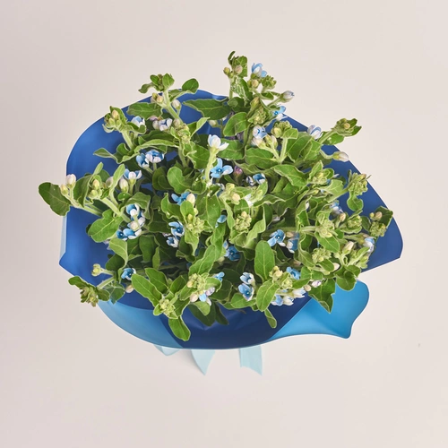 Product image Bouquet of 25 Oxypetalums, packaging: Gradiens blue, vendor code: 3461