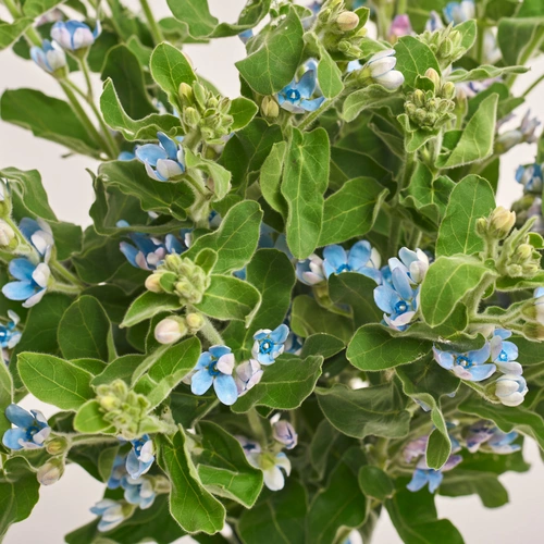 Product image Bouquet of 25 Oxypetalums, packaging: Transparent, vendor code: 3461