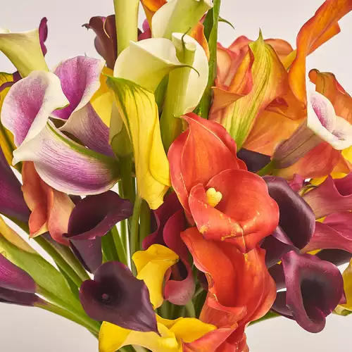 Product image Bouquet of 51 Callas mix, packaging: Coral, vendor code: 3462