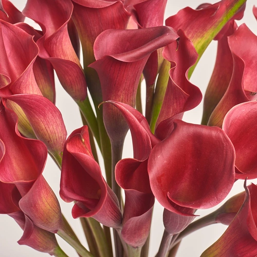 Product image Bouquet of 25 Red Callas, packaging: Powder, vendor code: 3463