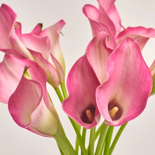 Product image Bouquet of 15 Pink Callas, packaging: Powder, vendor code: 3464