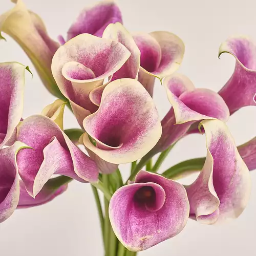 Product image Bouquet of 15 Callas Bicolour, packaging: Gradiens violet, vendor code: 3465