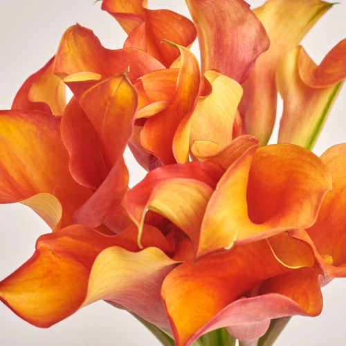 Product image Bouquet of 15 Orange Callas, packaging: Gray, vendor code: 3466