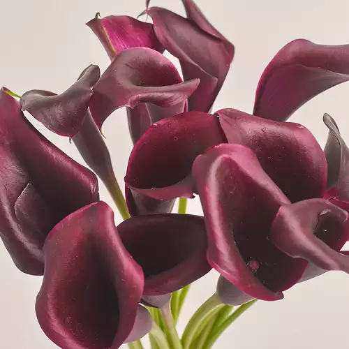 Изображение товара Букет 15 Фиолетовых Калл, упаковка: Каффин розовый, артикул: 3467