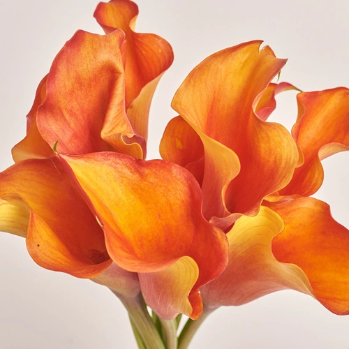 Product image Bouquet of 9 Orange Callas, packaging: White, vendor code: 3469
