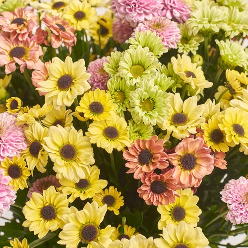 Зображення товару Букет 25 Хризантем Сантіні Мікс, пакування: Біла, артикул: 3470