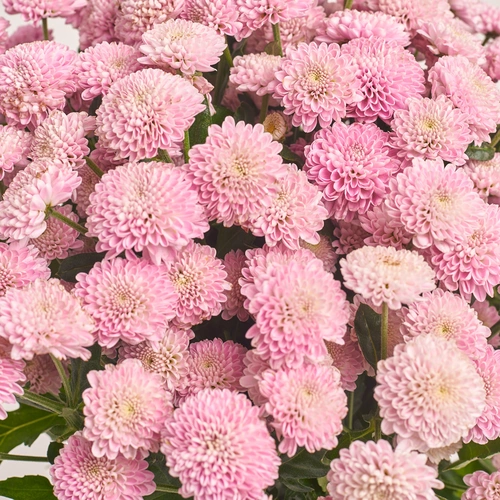 Product image Bouquet of 25 Pink Chrysanthemums Santinі, packaging: Transparent, vendor code: 3471