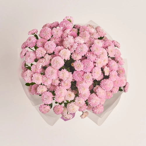 Product image Bouquet of 25 Pink Chrysanthemums Santinі, packaging: Transparent, vendor code: 3471