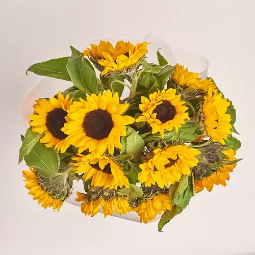 Изображение товара Букет 15 Подсолнухов, упаковка: Прозрачная, артикул: 2087