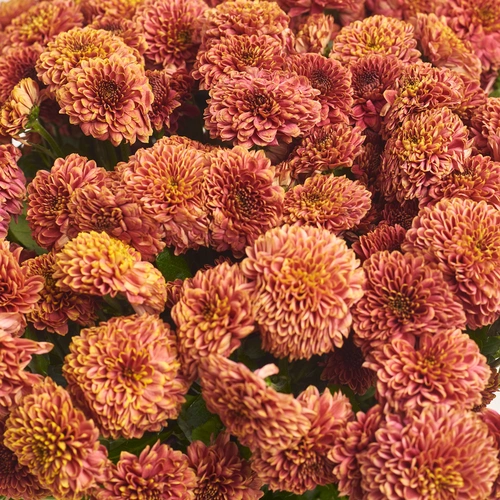 Product image Bouquet of 25 Orange Chrysanthemums Santinі, packaging: Peach, vendor code: 3472
