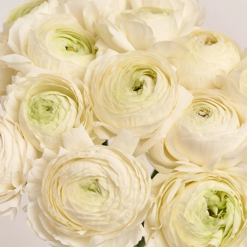 Product image Bouquet 15 White Ranunculuses, packaging: Gradiens pink, vendor code: 3473