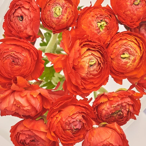 Изображение товара Букет 15 Красных Ранункулюсов, упаковка: Прозрачная, артикул: 3474