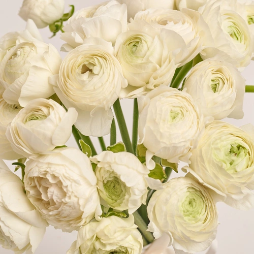 Product image Bouquet 25 White Ranunculuses, packaging: Gray, vendor code: 3475