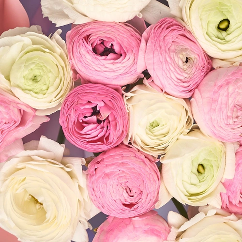 Product image Bouquet 15 Ranunculuses Doublecoloured mix, packaging: Gradiens light blue, vendor code: 3476