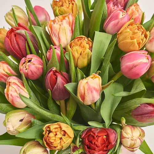Product image Bouquet 35 Рeony tulips mix, packaging: White, vendor code: 3477