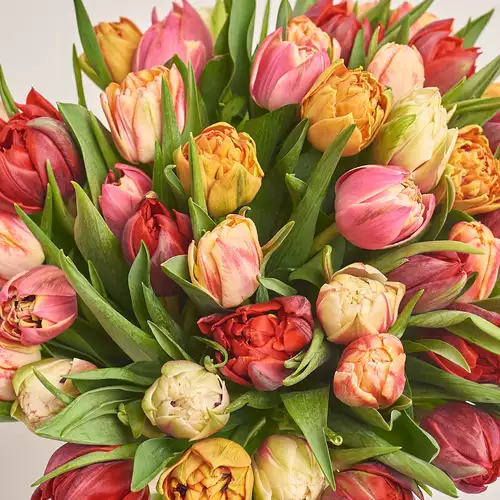 Product image Bouquet 45 Рeony tulips mix, packaging: Red, vendor code: 3478