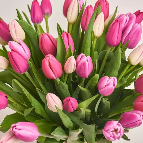 Product image Bouquet 45 Тulips mix, packaging: Powder, vendor code: 3479