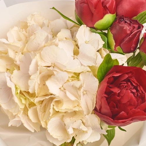 Изображение товара Букет 5 Красных Пионов и Гортензия, упаковка: Белая, артикул: 3480