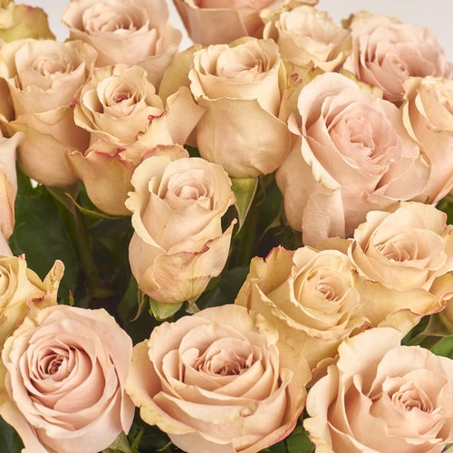 Зображення товару Букет 25 Троянд Квіксенд, пакування: Градієнт фіолетовий, артикул: 3481